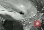 Standbild Schweinswal Marineland Florida USA, 1951, aus Sekunde 15 historischem Filmmaterial Videoclip 65675065088