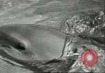Standbild Schweinswal Marineland Florida USA, 1951, aus Sekunde 16 historischem Filmmaterial Videoclip 65675065088