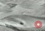 Standbild Schweinswal Marineland Florida USA, 1951, aus Sekunde 17 historischem Filmmaterial Videoclip 65675065088