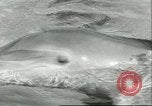 Standbild Schweinswal Marineland Florida USA, 1951, aus Sekunde 18 historischem Filmmaterial Videoclip 65675065088