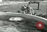 Standbild Schweinswal Marineland Florida USA, 1951, aus Sekunde 19 historischem Filmmaterial Videoclip 65675065088