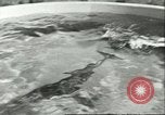Standbild Schweinswal Marineland Florida USA, 1951, aus Sekunde 21 historischem Filmmaterial Videoclip 65675065088