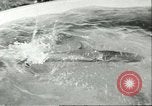 Standbild Schweinswal Marineland Florida USA, 1951, aus Sekunde 25 historischem Filmmaterial Videoclip 65675065088