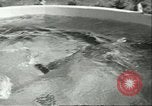Standbild Schweinswal Marineland Florida USA, 1951, aus Sekunde 26 historischem Filmmaterial Videoclip 65675065088