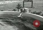 Standbild Schweinswal Marineland Florida USA, 1951, aus Sekunde 30 historischem Filmmaterial Videoclip 65675065088