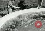 Standbild Schweinswal Marineland Florida USA, 1951, aus Sekunde 31 historischem Filmmaterial Videoclip 65675065088