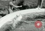 Standbild Schweinswal Marineland Florida USA, 1951, aus Sekunde 32 historischem Filmmaterial Videoclip 65675065088