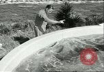 Standbild Schweinswal Marineland Florida USA, 1951, aus Sekunde 36 historischem Filmmaterial Videoclip 65675065088