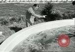 Standbild Schweinswal Marineland Florida USA, 1951, aus Sekunde 38 historischem Filmmaterial Videoclip 65675065088