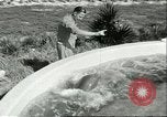 Standbild Schweinswal Marineland Florida USA, 1951, aus Sekunde 39 historischem Filmmaterial Videoclip 65675065088