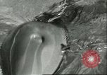 Standbild Schweinswal Marineland Florida USA, 1951, aus Sekunde 41 historischem Filmmaterial Videoclip 65675065088