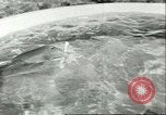 Standbild Schweinswal Marineland Florida USA, 1951, aus Sekunde 47 historischem Filmmaterial Videoclip 65675065088