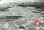 Standbild Schweinswal Marineland Florida USA, 1951, aus Sekunde 48 historischem Filmmaterial Videoclip 65675065088