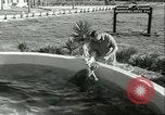 Standbild Schweinswal Marineland Florida USA, 1951, aus Sekunde 51 historischem Filmmaterial Videoclip 65675065088