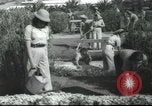 Image école agricole Palestine, 1945, de la seconde 35 séquences d'archives historiques vidéo 65675065129