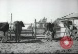 Image école agricole Palestine, 1945, de la seconde 16 séquences d'archives historiques vidéo 65675065130
