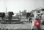 Image école agricole Palestine, 1945, de la seconde 17 séquences d'archives historiques vidéo 65675065130