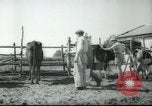 Image école agricole Palestine, 1945, de la seconde 25 séquences d'archives historiques vidéo 65675065130