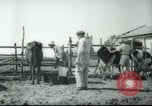 Image école agricole Palestine, 1945, de la seconde 29 séquences d'archives historiques vidéo 65675065130