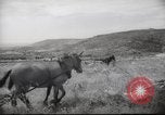 Image of Palestine civilians Palestine, 1945, second 41 stock footage video 65675065132