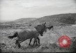 Image of Palestine civilians Palestine, 1945, second 42 stock footage video 65675065132