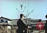 Image of Korean War Korea, 1950, second 9 stock footage video 65675065183