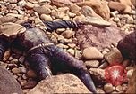 Image of supply ship aground Morocco North Africa, 1942, second 42 stock footage video 65675065268