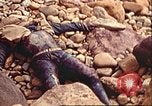 Image of supply ship aground Morocco North Africa, 1942, second 43 stock footage video 65675065268