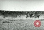 Image of cowboy lassos steer United States USA, 1898, second 6 stock footage video 65675065291
