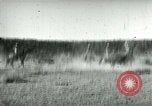 Image of cowboy lassos steer United States USA, 1898, second 7 stock footage video 65675065291