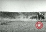 Image of cowboy lassos steer United States USA, 1898, second 12 stock footage video 65675065291