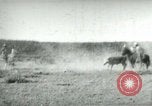 Image of cowboy lassos steer United States USA, 1898, second 15 stock footage video 65675065291