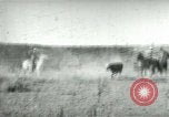 Image of cowboy lassos steer United States USA, 1898, second 16 stock footage video 65675065291