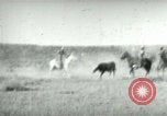 Image of cowboy lassos steer United States USA, 1898, second 17 stock footage video 65675065291