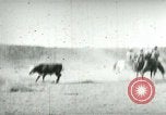 Image of cowboy lassos steer United States USA, 1898, second 20 stock footage video 65675065291