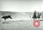 Image of cowboy lassos steer United States USA, 1898, second 21 stock footage video 65675065291