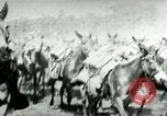 Standbild Armee Maultiere tragen Munition Kuba, 1898, aus Sekunde 18 historischem Filmmaterial Videoclip 65675065296