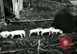 Immagine di Nero seminare United States USA, 1898, secondo 1 filmato di repertorio 65675065303