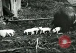 Immagine di Nero seminare United States USA, 1898, secondo 4 filmato di repertorio 65675065303