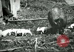 Immagine di Nero seminare United States USA, 1898, secondo 6 filmato di repertorio 65675065303