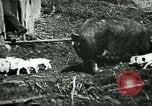 Immagine di Nero seminare United States USA, 1898, secondo 8 filmato di repertorio 65675065303