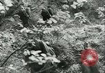 Image Les troupes allemandes se sont félicités de l'ancien français domaines de Pologne Pologne, 1939, de la seconde 23 séquences d'archives historiques vidéo 65675065314