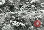 Image Les troupes allemandes se sont félicités de l'ancien français domaines de Pologne Pologne, 1939, de la seconde 28 séquences d'archives historiques vidéo 65675065314