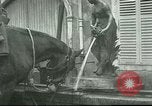 Immagine di Cavalli Neufchateau Francia, 1918, secondo 49 filmato di repertorio 65675065327