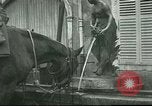 Immagine di Cavalli Neufchateau Francia, 1918, secondo 53 filmato di repertorio 65675065327