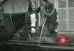 Immagine di Cavalli Neufchateau Francia, 1918, secondo 56 filmato di repertorio 65675065327