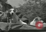 Immagine di Serbatoi e la fanteria Francia, 1944, secondo 44 filmato di repertorio 65675065389