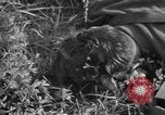 Image of burned bodies France, 1944, second 32 stock footage video 65675065390