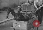 Image of burned bodies France, 1944, second 43 stock footage video 65675065390