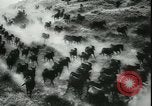 Image of Cavalry horses Nebraska United States USA, 1945, second 59 stock footage video 65675065420